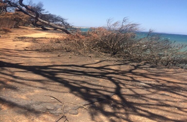 Μάτι: Μπουλντόζες καθαρίζουν οικόπεδο με τους 20.000 τόνους καμμένων (Βίντεο)