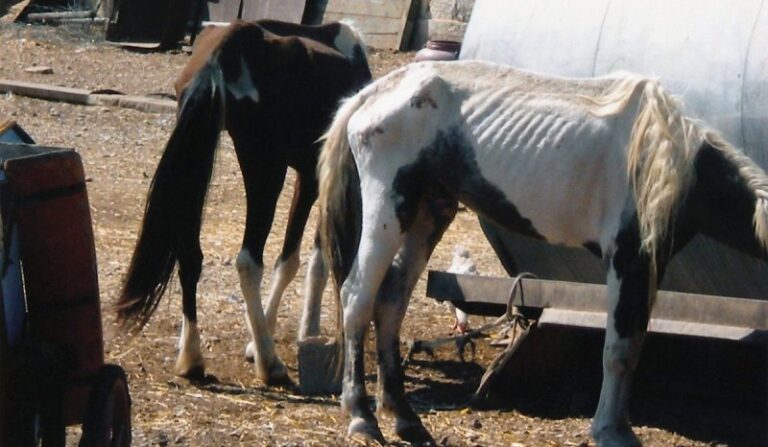 Πρωτοφανής κακοποίηση ζώων μονάδας εμπορίας ιπποειδών – Δικάζονται αύριο οι ιδιοκτήτες της