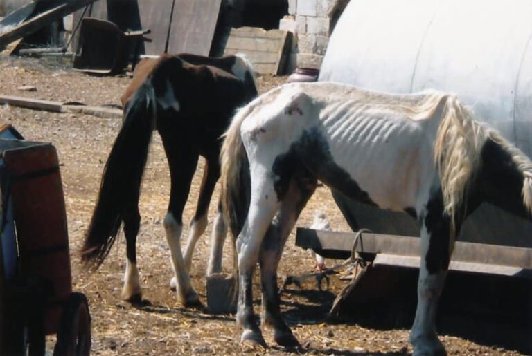 Πρόστιμο και ποινή φυλάκισης στον 72χρονο για τα σκελετωμένα άλογα στον Ασπρόπυργο