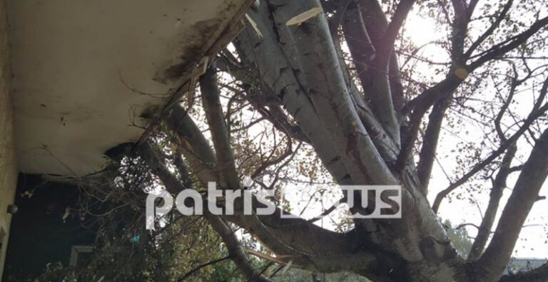 Κακοκαιρία στην Αμαλιάδα: Λεύκα έπεσε πάνω σε σπίτι! (εικόνες)