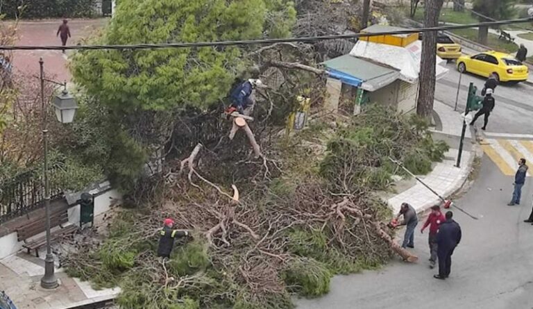 Σοκ στη Μυτιλήνη: Δέντρο έπεσε δίπλα σε σχολείο – Δεν τραυματίστηκε κανείς