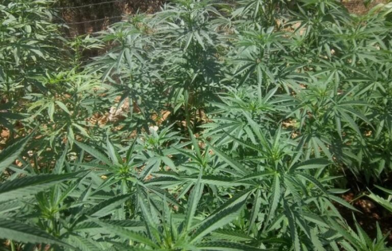 Τρεις συλλήψεις για καλλιέργεια κάνναβης στο Μαρκόπουλο