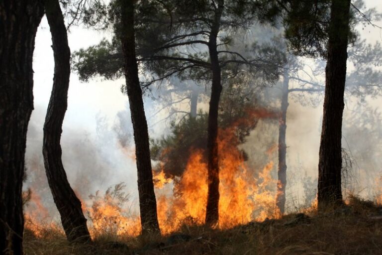 Υπό έλεγχο η πυρκαγιά στη Σαλαμίνα – Εκκενώθηκε προληπτικά οικισμός