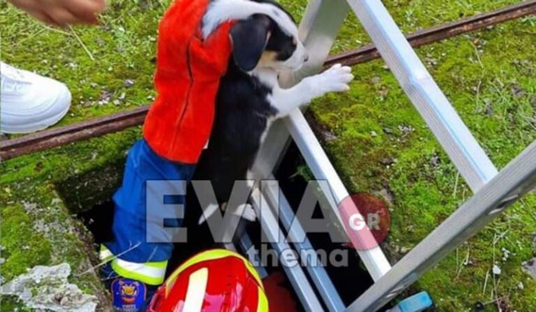 Τα Χριστούγεννα «έσωσαν» κουτάβια στην Εύβοια – Διάσωση δύο μικρών σκυλιών από εθελοντές της πυροσβεστικής (εικόνες)