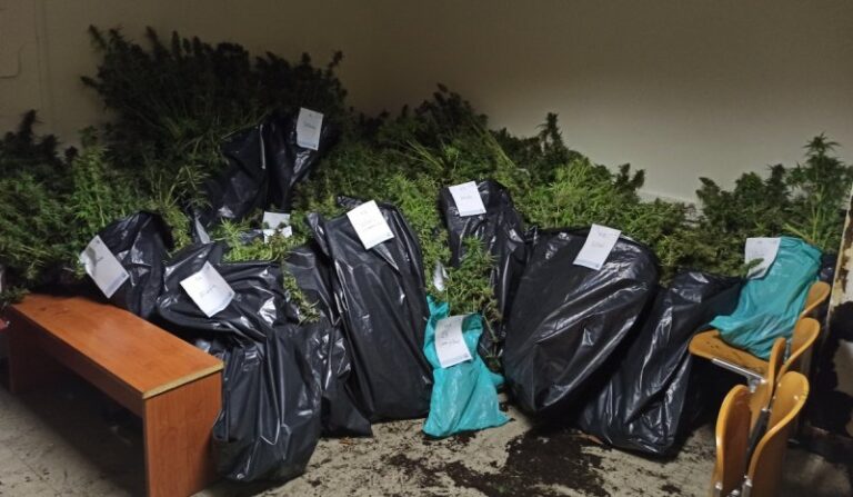 Οργάνωση διακινούσε ναρκωτικά στην Αττική – Κατασχέθηκαν πάνω από 800 δενδρύλλια, κάνναβη και κοκαΐνη (εικόνες & βίντεο)