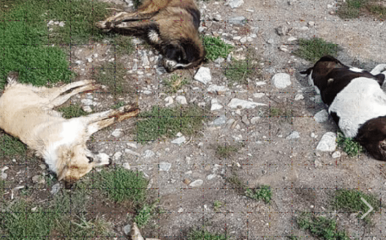 Μαζική δηλητηρίαση σκύλων από φόλες στη Φλώρινα