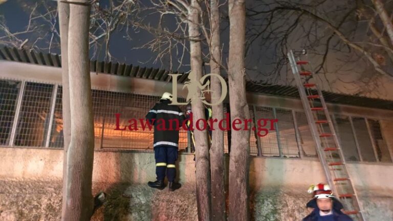 Πυρκαγιά σε αποθήκη ξυλείας στον Ταύρο (βίντεο)