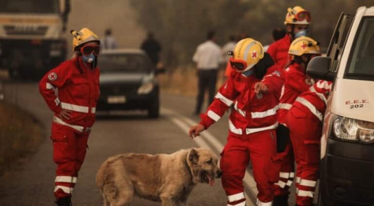 Μηχανισμός διαχείρισης κρίσεων για τα ζώα στην Βαρυμπόμπη από τον ΜΚΟ Dogs’ Voice