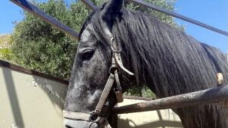 Λέσβος: Συλλήψεις για κακομεταχείριση ζώων – Έσερνε άλογο δεμένο σε φορτηγό