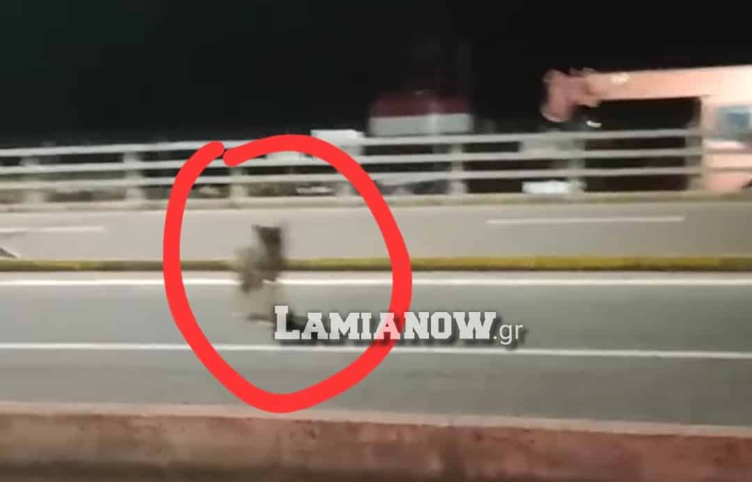, φθιώτιδα : απίστευτο! λύκος εμφανίστηκε ανάμεσα σε αυτοκίνητα και πολίτες στο λιμάνι του αγίου κωνσταντίνου (φωτό – βίντεο)