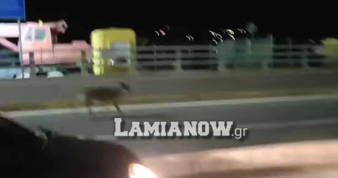 , φθιώτιδα : απίστευτο! λύκος εμφανίστηκε ανάμεσα σε αυτοκίνητα και πολίτες στο λιμάνι του αγίου κωνσταντίνου (φωτό – βίντεο)