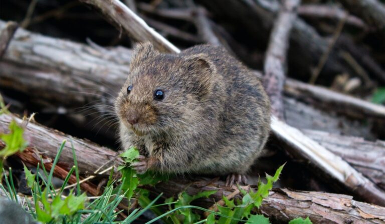 Γαλλία: Τα ποντίκια των πόλεων αναμφίβολα δεν θα είναι η αιτία της επόμενης πανδημίας
