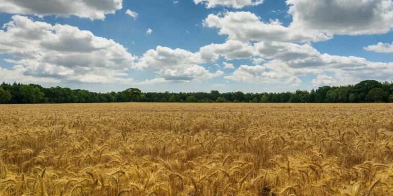 Μειώθηκαν στο μισό οι εξαγωγές σε σιτηρά από την Ουκρανία, ενώ οι Ρώσοι μεταφέρουν σοδειές στην Κριμαία