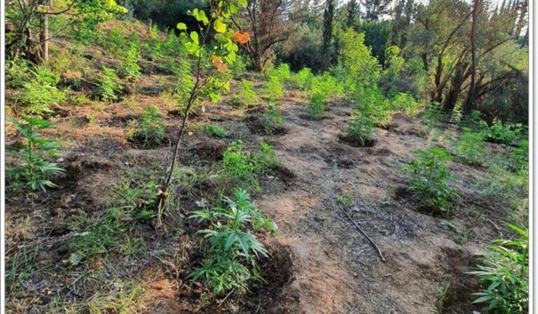 Φθιώτιδα: Εντοπίστηκε μεγάλη χασισοφυτεία στην Αμφίκλεια – 2 συλλήψεις (βίντεο)