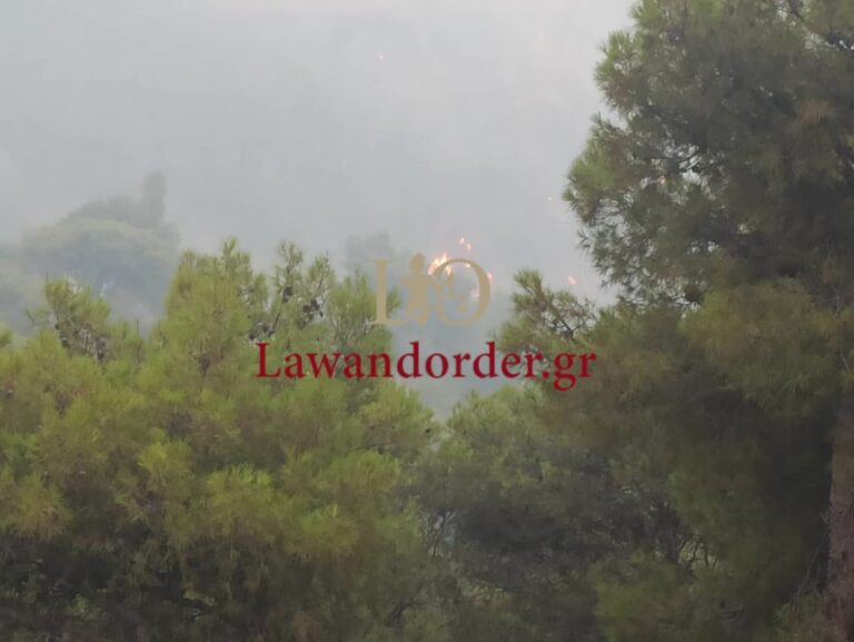 Φωτιά στην Αχαΐα: Συνελήφθη ο δράστης του εμπρησμού – Ιδιοκτήτης στάνης, η πυρκαγιά ξεκίνησε από καμαράκι