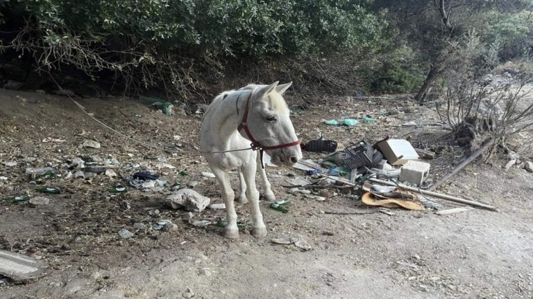 Ρόδος: Αφαιρέθηκε κακοποιημένο άλογο από τον ιδιοκτήτη του