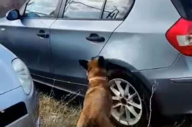 Ασπρόπυργος: Σκύλος της ΕΛ.ΑΣ εντοπίζει κοκαΐνη μέσα σε ΙΧ σε πάρκινγκ καταστήματος (βίντεο)