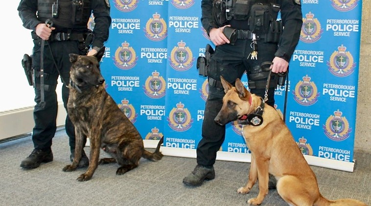 police dogs