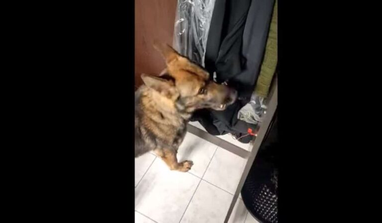 Θεσσαλονίκη: Ο αστυνομικός σκύλος Vector… ξετρύπωσε κοκαΐνη και κάνναβη μέσα σε ντουλάπα σπιτιού (βίντεο)