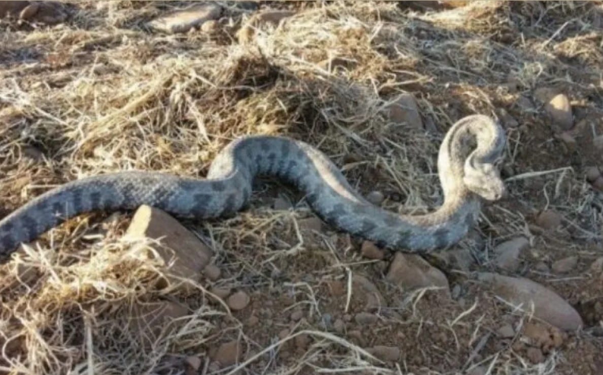 Укусила змея видео. Ядовитые змеи на Кипре. Закусали змеи в Пушкиногорском районе. Длинная змея укусила девочку.