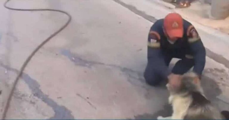 Φωτιά στον Κουβαρά: Πυροσβέστες παρηγορούν και απομακρύνουν φοβισμένο σκύλο (βίντεο)