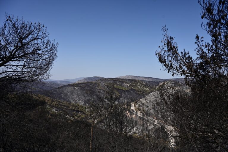 SOS από Λέκκα: «Δεν μπορούμε να χάσουμε άλλα δάση στην Αττική»