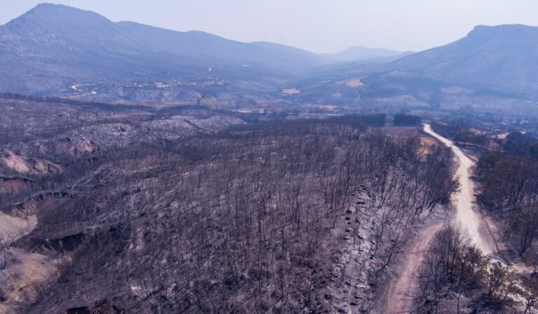 Ανεπανόρθωτη η καταστροφή στο δάσος της Δαδιάς από τη φωτιά – «Χρειάζεται περισσότερα από 150 χρόνια για να επανέλθει»