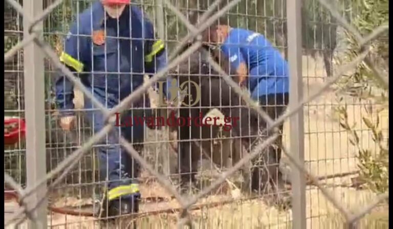 Φωτιά στη Φυλή: Κάτοικοι και πυροσβέστες σώζουν ζώα από το πύρινο μέτωπο (εικόνες & βίντεο)