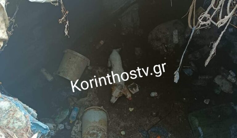 Νεμέα: Πυροσβέστες έσωσαν σκύλο που έπεσε σε φρεάτιο (εικόνα)