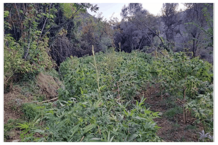 Ναυπακτία: Εντόπισαν φυτεία με 870 δενδρύλλια κάνναβης