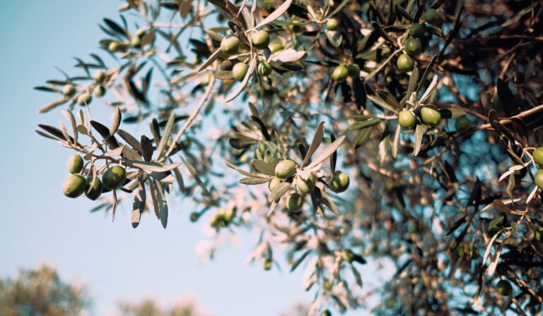Αχαΐα: Ελεύθεροι με περιοριστικά μέτρα οι «κλέφτες της ελιάς»