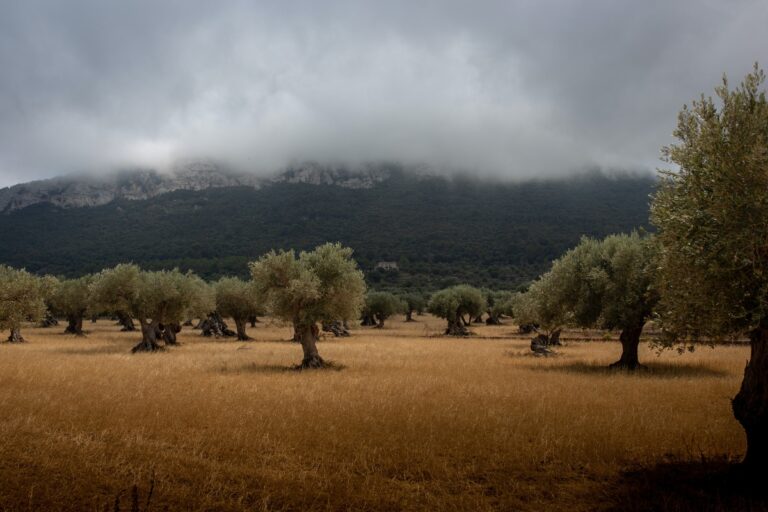 Μεσσηνία: Αγρότης επικήρυξε με 1.000 ευρώ τους κλέφτες που του πήραν 36 τσουβάλια με ελιές