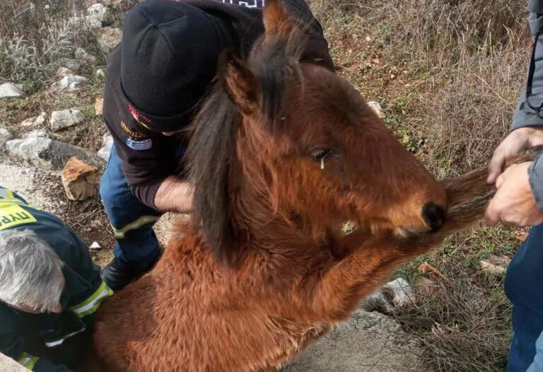 Ξάνθη: Πυροσβέστες διέσωσαν άλογο – Είχε εγκλωβιστεί σε στενό φρεάτιο