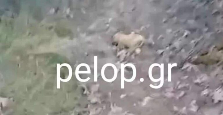 Φρίκη στην Αχαΐα: Φόλες θανάτωσαν 20 ζώα σε χωριό των Καλαβρύτων!