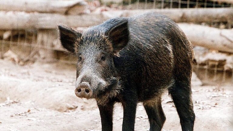 Συναγερμός στις Σέρρες: Βρέθηκε κρούσμα αφρικανικής πανώλης σε νεκρό αγριόχοιρο