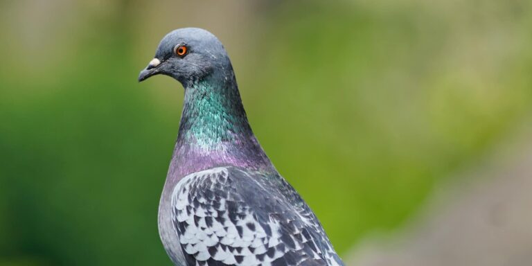 Αθωώθηκε περιστέρι στην Ινδία που το είχαν φυλακίσει ως ύποπτο για κατασκοπία
