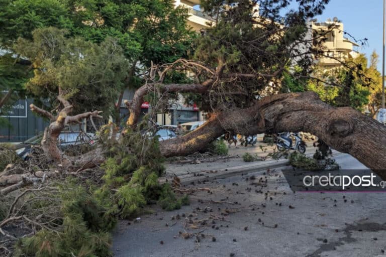 Ηράκλειο: 1,13 εκατ. ευρώ διεκδικεί από τον δήμο η οικογένεια του 51χρονου που καταπλακώθηκε από δέντρο