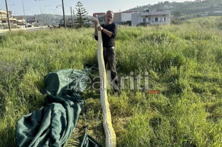 Ηράκλειο: Βρήκαν γιγάντιο πύθωνα σε χωράφι – Απίστευτες εικόνες