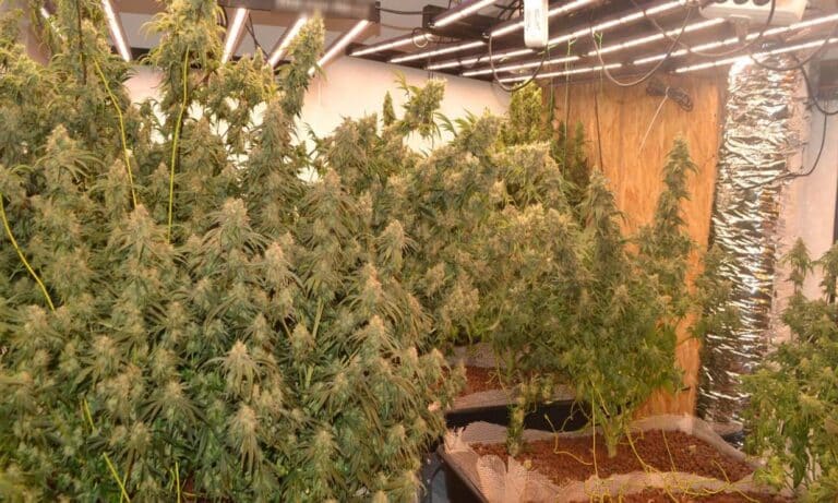 Κρήτη: Κακουργηματικές διώξεις στα αδέρφια για την φυτεία και τα 11 κιλά χασίς στη βίλα