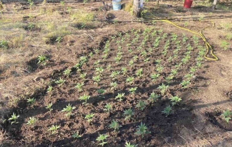 Πάτρα: Εντοπίστηκε φυτεία κάνναβης με πάνω από 1.800 δενδρύλλια στα Βαρδούσια