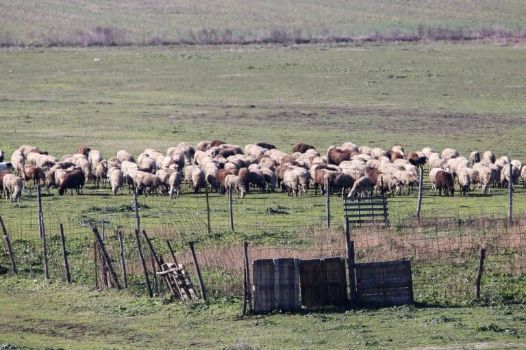 Τσιάρας για πανώλη αιγοπροβάτων: «Παρατείνονται τα μέτρα για μία εβδομάδα»