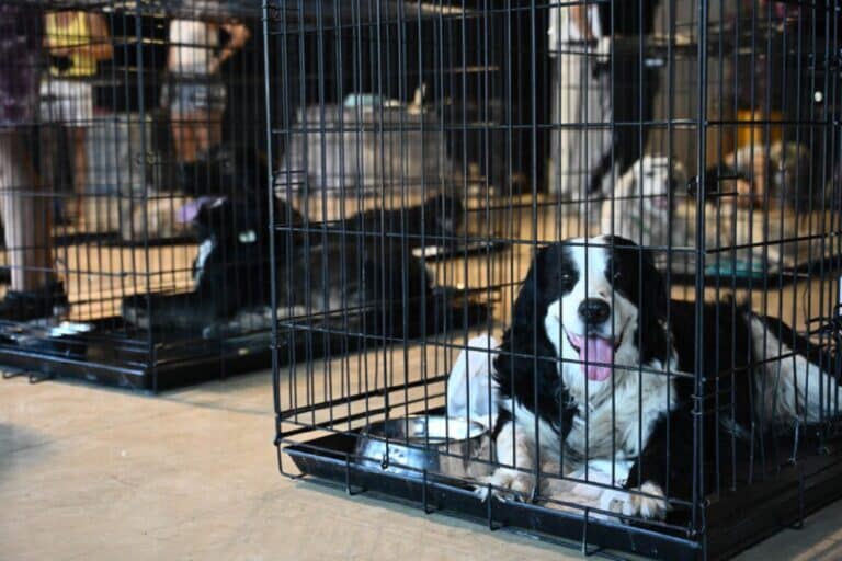 Φωτιά στην Αττική: Πού βρίσκονται τα ζώα συντροφιάς που απομακρύνθηκαν από τις φλόγες