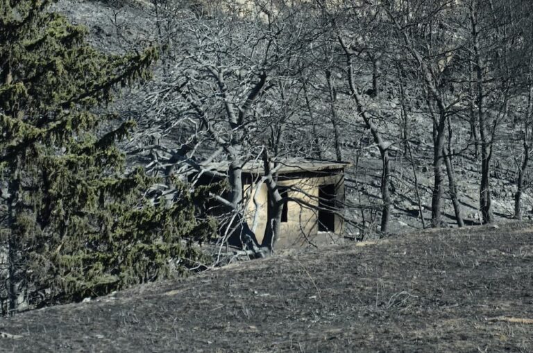 Τι συμβαίνει σε ένα δάσος που καταστρέφεται από φωτιά