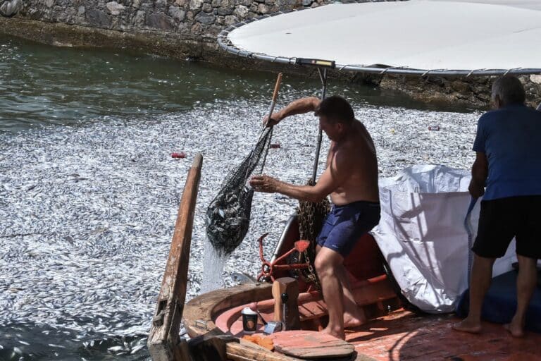 Βόλος: Πότε θα καθαρίσει ο Παγασητικός από τα νεκρά ψάρια – Συγκεντρώθηκαν 5 τόνοι