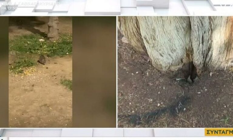 Τεράστια ποντίκια «κόβουν βόλτες» ανάμεσα στον κόσμο στην πλατεία Συντάγματος (βίντεο)