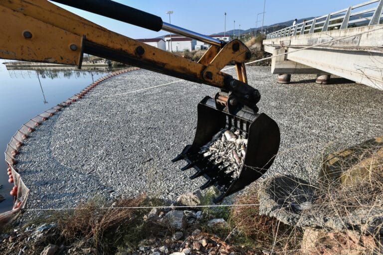 Νεκρά ψάρια στον Παγασητικό: «Fake news ο ισχυρισμός ότι προσελκύονται καρχαρίες», λέει η περιβαλλοντική οργάνωση «iSea»