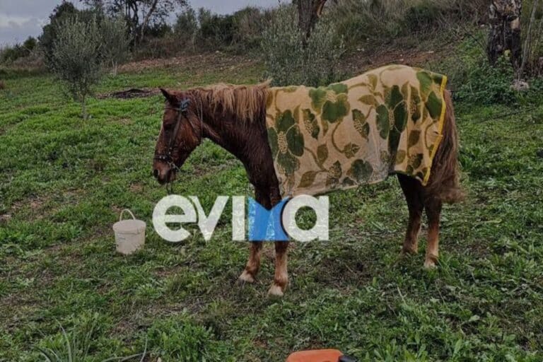 Εύβοια: Άλογο έπεσε σε πηγάδι και το έσωσαν οι πυροσβέστες
