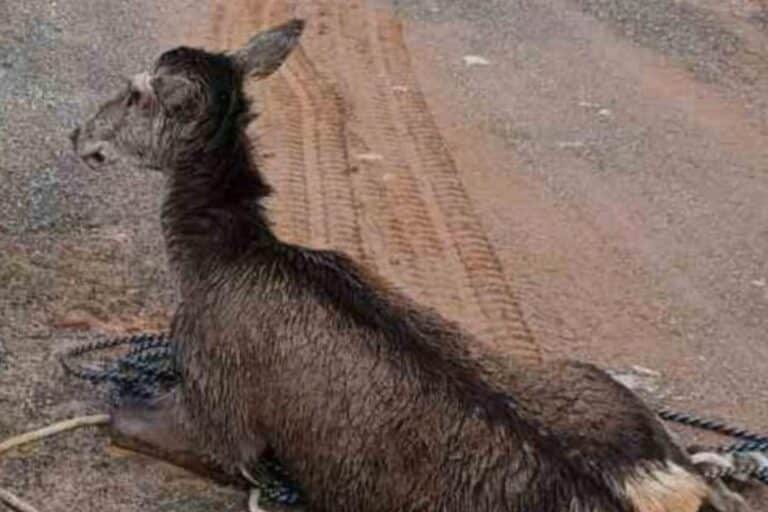 Πυροσβέστες απεγκλώβισαν ελάφι που έπεσε στο κανάλι του Μόρνου (εικόνα)