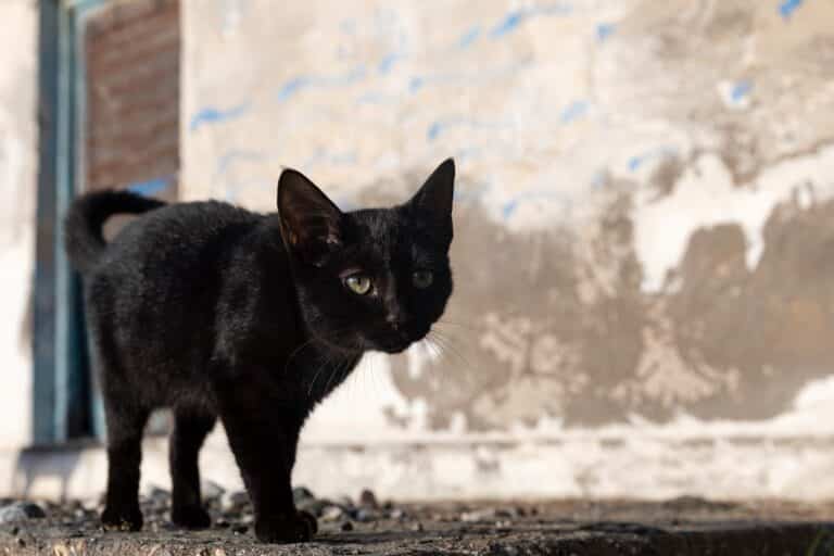 Παρασκευή και 13: Γιατί την θεωρούμε γρουσούζικη μέρα – Πώς δημιουργήθηκε η δεισιδαιμονία