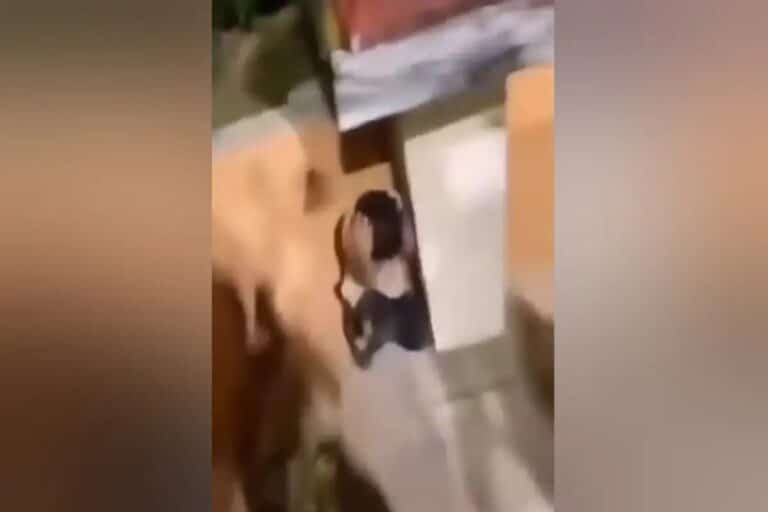 Εξοργιστικό βίντεο στην Κομοτηνή: Ακροδεξιοί νταήδες τρομοκρατούν 10χρονο και του ζητούν να φωνάξει «ζήτω ο Κασιδιάρης»